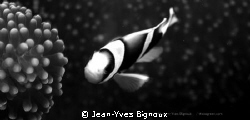 Clownfish Mauritius in Monochrome
Jean-Yves Bignoux
Can... by Jean-Yves Bignoux 